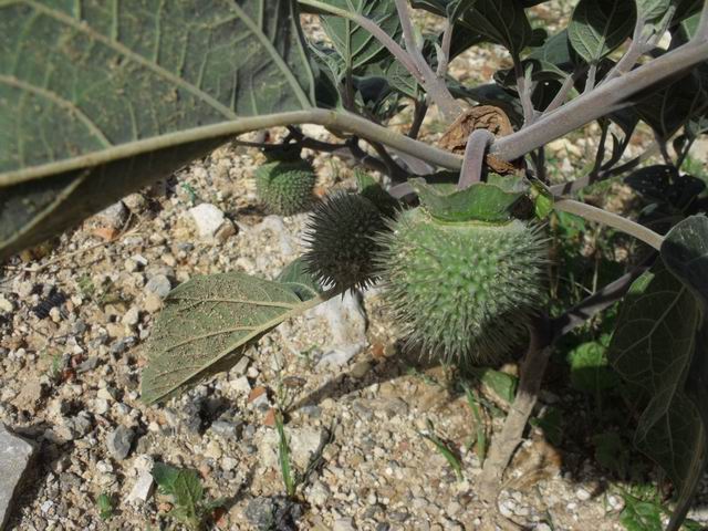 Datura inoxia / Stramonio metello